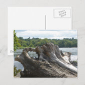 Stumpf auf James River Postkarte (Vorne/Hinten)