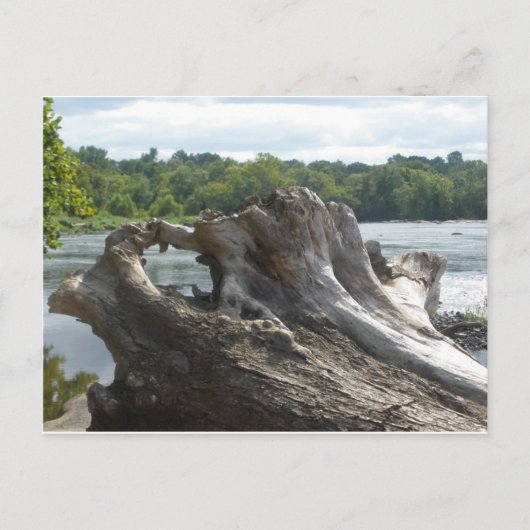 Stumpf auf James River Postkarte (Vorderseite)