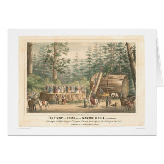 Stumpf des Mammutbaums von Calaveras (0977A)