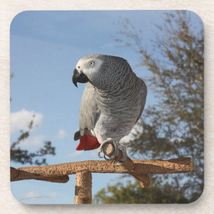 Stunning African Grey Parrot Getränkeuntersetzer