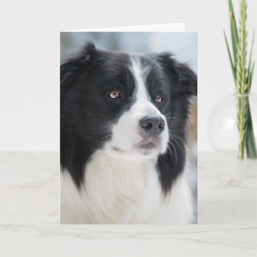 Stunning Border Collie Portrait Dankeskarte (Vorderseite)