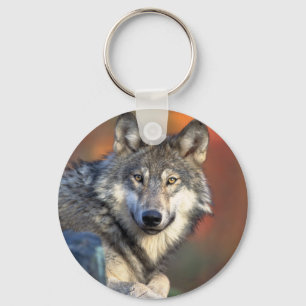 Stunning gray wolf schlüsselanhänger
