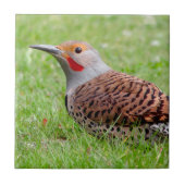 Stunning Northern Flicker Foraging in the Grass Fliese (Vorderseite)