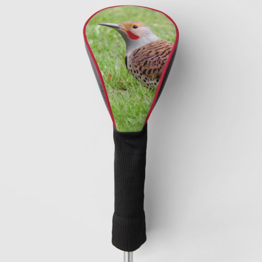Stunning Northern Flicker Foraging in the Grass Golf Headcover (Vorderseite)
