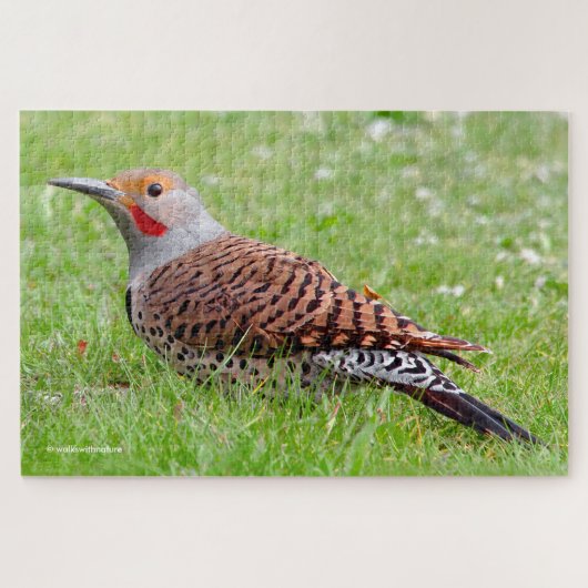 Stunning Northern Flicker Foraging in the Grass Puzzle (Horizontal)