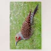 Stunning Northern Flicker Foraging in the Grass Puzzle (Vertikal)