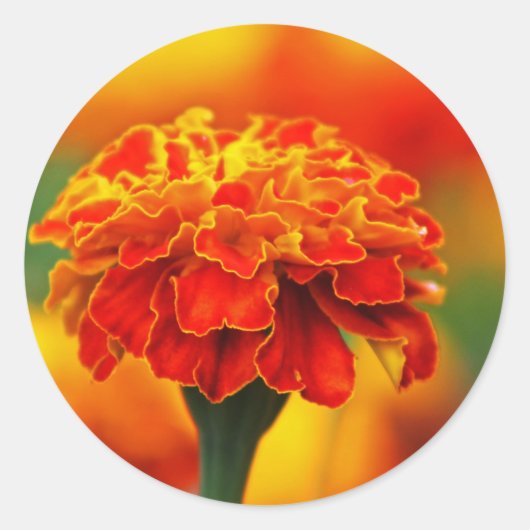 Stunning Orange Marigold Runder Aufkleber (Vorderseite)