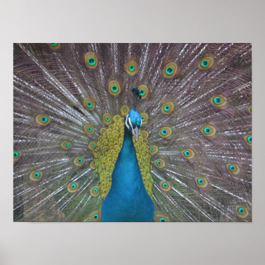 Stunning Peacock Poster (Vorne)