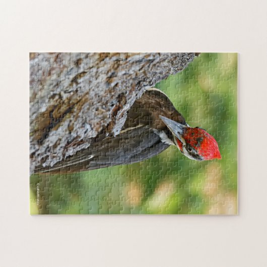 Stunning Portrait of Pileated Woodpecker on Tree Puzzle (Horizontal)