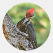 Stunning Portrait of Pileated Woodpecker on Tree Runder Aufkleber (Vorderseite)