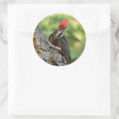 Stunning Portrait of Pileated Woodpecker on Tree Runder Aufkleber (Tasche)