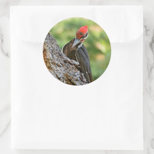 Stunning Portrait of Pileated Woodpecker on Tree Runder Aufkleber (Tasche)