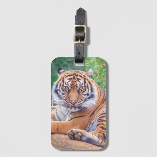 Stunning Reclining Tiger Photograph Gepäckanhänger (Vorderseite Vertikal)