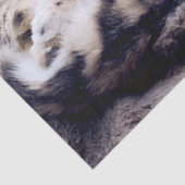 Stunning Snow Leopard Lying Down Seidenpapier (Detail)