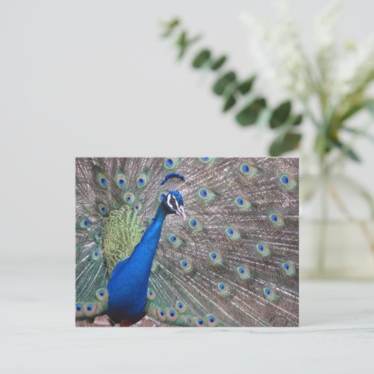 Stunning Vintage Peacock Postkarte (Stehend Vorderseite)