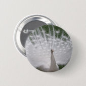 Stunning white Peacock (Peafowl) full plume Button (Vorne & Hinten)
