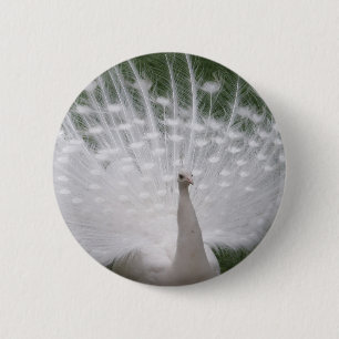 Stunning white Peacock (Peafowl) full plume Button