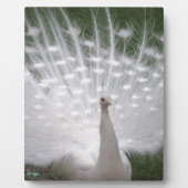 Stunning white Peacock (Peafowl) full plume Fotoplatte (Vorderseite)