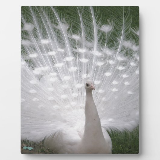 Stunning white Peacock (Peafowl) full plume Fotoplatte (Vorderseite)