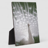 Stunning white Peacock (Peafowl) full plume Fotoplatte (Seite)