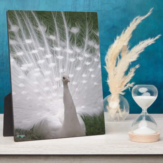 Stunning white Peacock (Peafowl) full plume Fotoplatte (Seite)