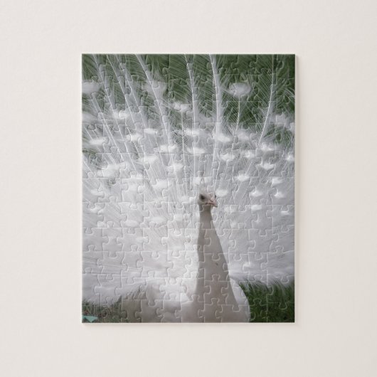 Stunning white Peacock (Peafowl) full plume Puzzle (Vertikal)