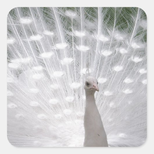 Stunning white Peacock (Peafowl) full plume Quadratischer Aufkleber (Vorderseite)