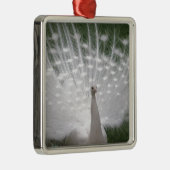 Stunning white Peacock (Peafowl) full plume Silbernes Ornament (Rechts)