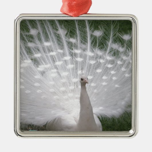 Stunning white Peacock (Peafowl) full plume Silbernes Ornament (Vorne)