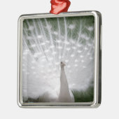 Stunning white Peacock (Peafowl) full plume Silbernes Ornament (Links)