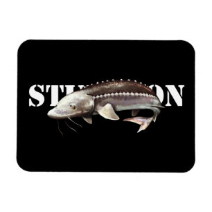 Sturgeon Magnet