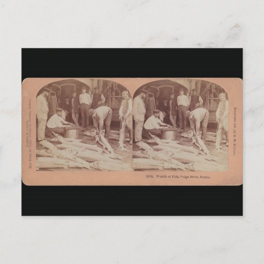 Sturgeon Postcard - StereoType Russland Postkarte (Vorderseite)