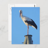 Sturm am Pol Postkarte (Vorne/Hinten)