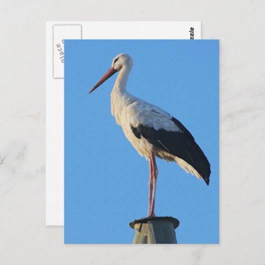 Sturm am Pol Postkarte (Vorne/Hinten)