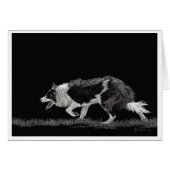 Sturm der Grenzkollie (Vorderseite (Horizontal))