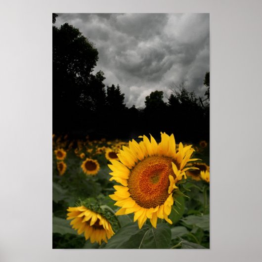 Sturm des Augusts Poster (Vorne)