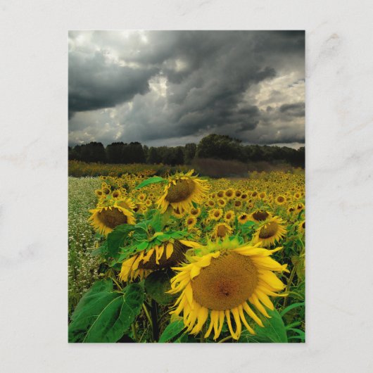 Sturm des Augusts, Postkarte (Vorderseite)