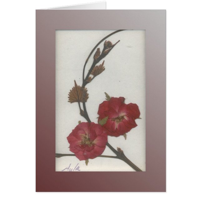 Sturm-Rose (Vorne)