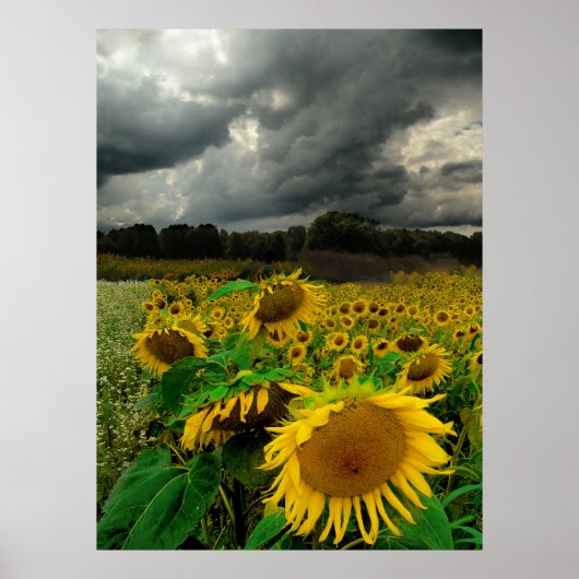 Sturm von August, Plakat (Vorne)