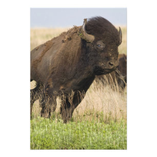 Stürmischer junger Bison-Bulle im Tallgrass Fotodruck