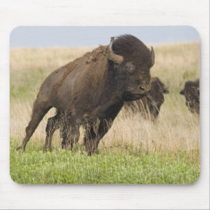 Stürmischer junger Bison-Bulle im Tallgrass Mousepad