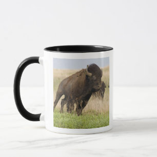 Stürmischer junger Bison-Bulle im Tallgrass Tasse
