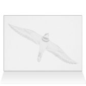 Stürmischer Killdeer (Innenansicht Horizontal (Oben))