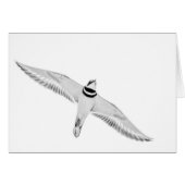 Stürmischer Killdeer (Vorderseite (Horizontal))