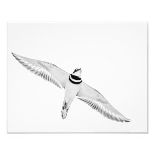 Stürmischer Killdeer Fotodruck