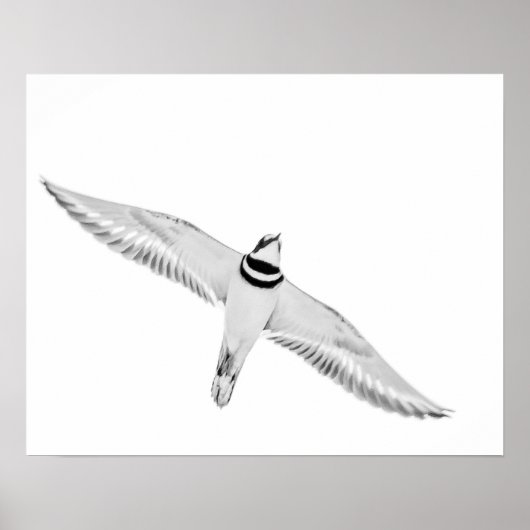 Stürmischer Killdeer Poster (Vorne)