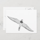 Stürmischer Killdeer Postkarte (Vorne/Hinten)