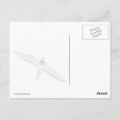 Stürmischer Killdeer Postkarte (Rückseite)