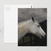 Sturmpferd Postkarte (Vorne/Hinten)