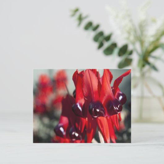 Sturt Desert Pea Postcard Postkarte (Stehend Vorderseite)